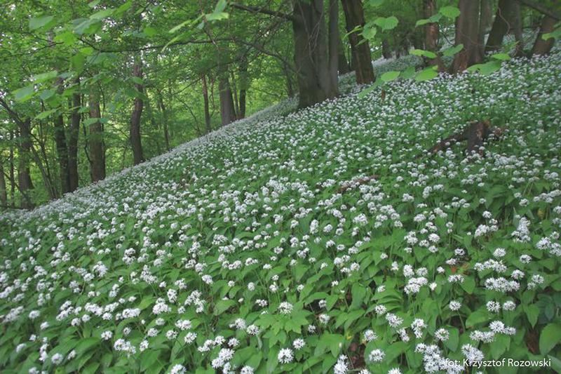 Chleb z czosnkiem niedźwiedzim