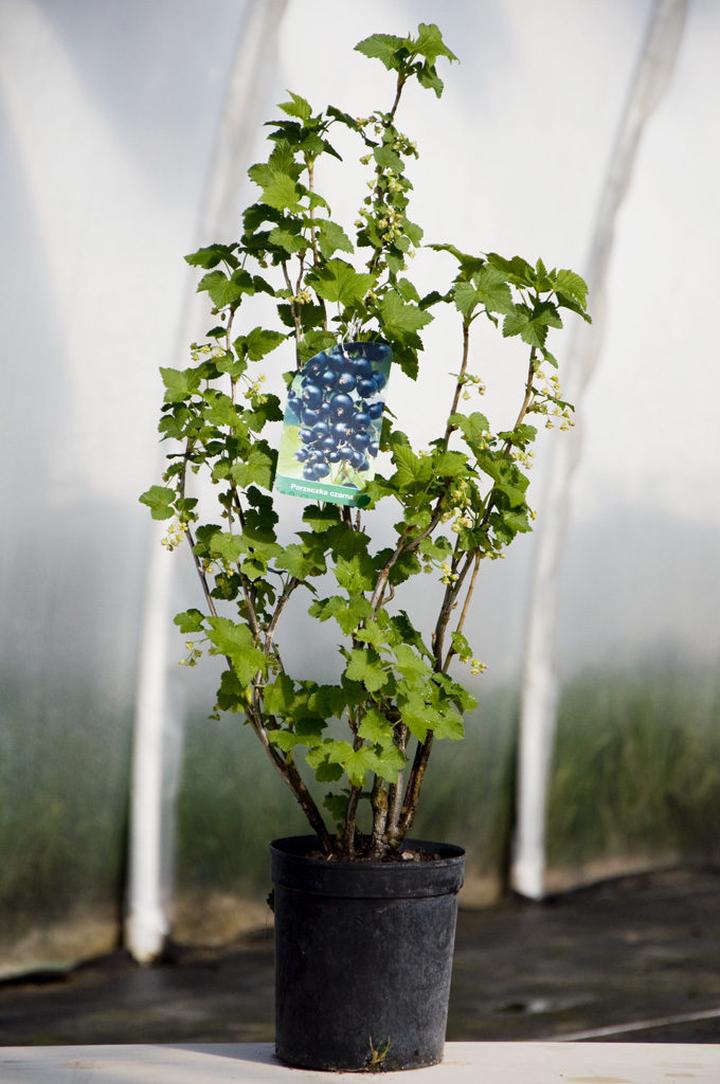 Przepis na dżem porzeczkowy krok po kroku