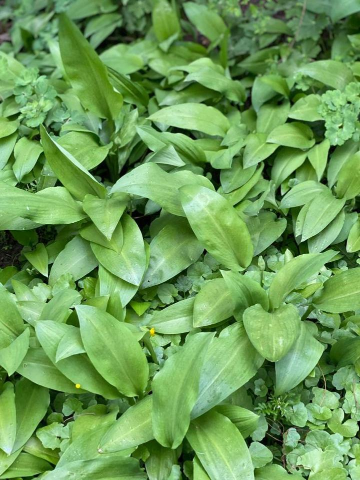 Właściwości zdrowotne czosnku niedźwiedziego