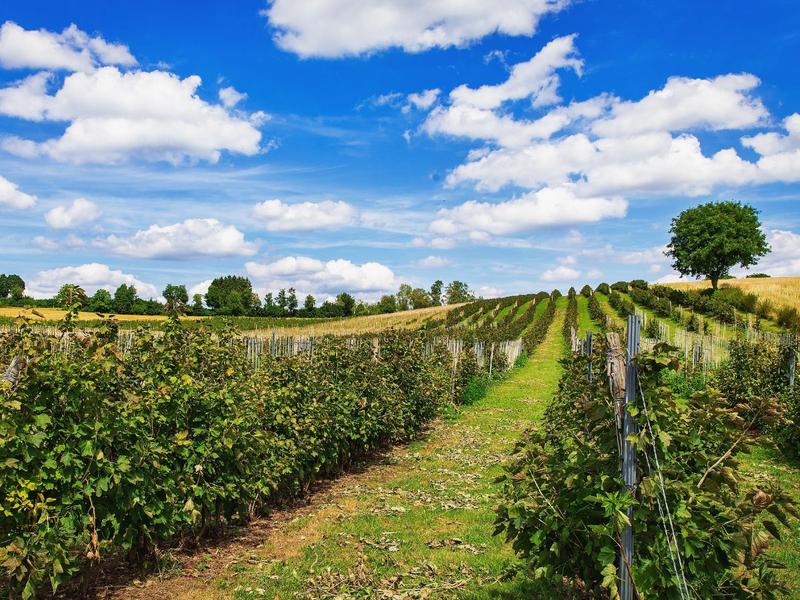 Zastosowanie dżemu z porzeczek w kuchni