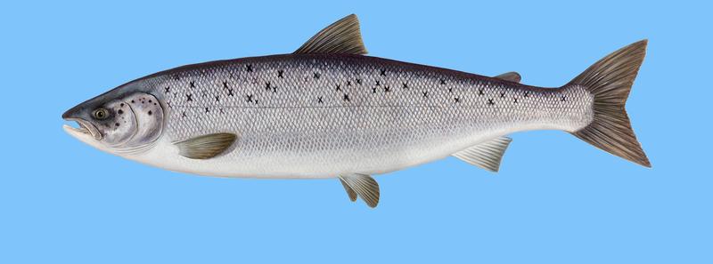 Nowoczesne inspiracje w sushi