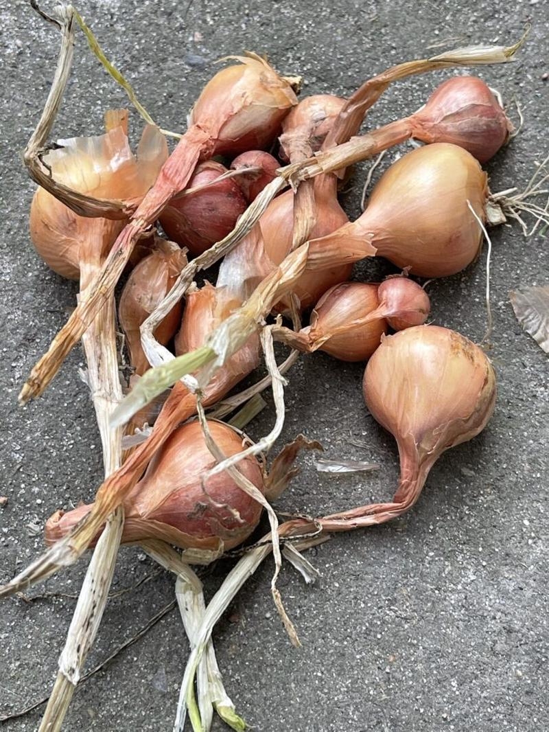 Zdrowotne właściwości cebuli