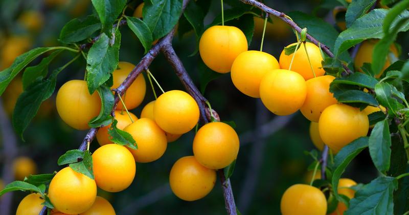 Domowe przetwory i wekowanie