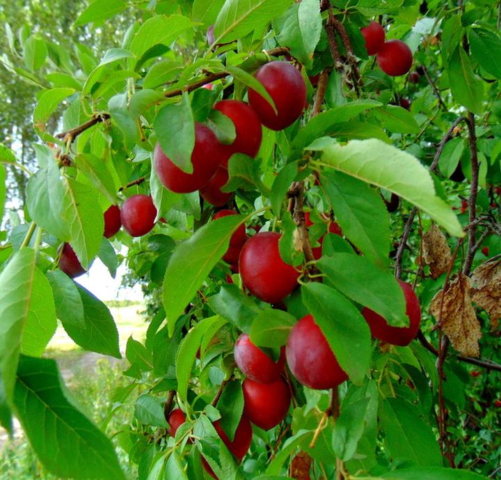 Właściwości zdrowotne dżemu z mirabelek