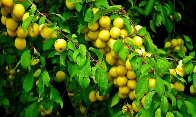 Dżem z mirabelek: Odkryj sekret idealnego słoika lata!