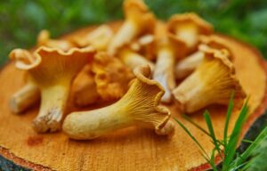 Przepis na zupę z kurkami, która przywoła wspomnienia z dzieciństwa u babci