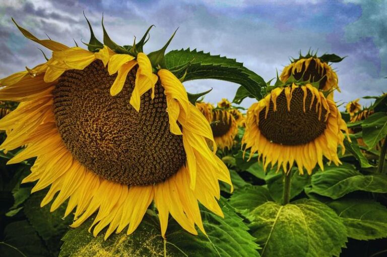 Złote ziarna w Twojej sałatce: jak uprażyć słonecznik skutecznie i smacznie